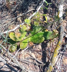 Gorteria piloselloides