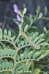 Tephrosia cinerea