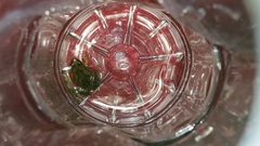 Microhyla orientalis