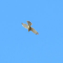 Accipiter nisus