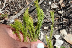 Coleonema pulchellum