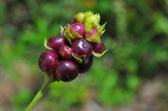 Lantana fucata