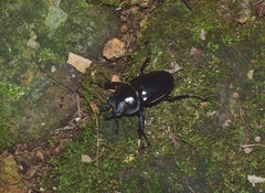 Neolucanus sinicus championi