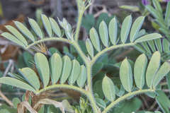 Tephrosia cinerea