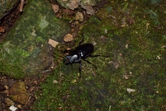 Neolucanus sinicus championi