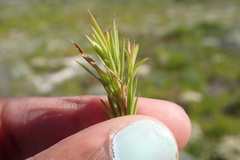 Coleonema pulchellum