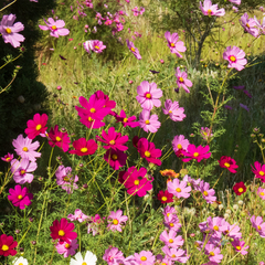 Cosmos bipinnatus