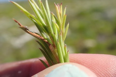 Coleonema pulchellum