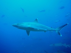 Carcharhinus albimarginatus