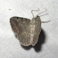 Frederickia disparcata