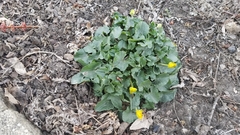 Ficaria verna bulbilifera