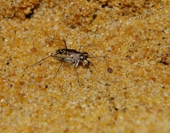 Cylindera suturalis