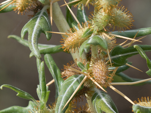 Xanthium spinosum iNat (3)