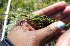 Elegia microcarpa