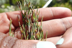 Elegia microcarpa