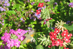 Macroglossum stellatarum
