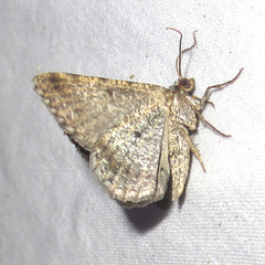Frederickia disparcata