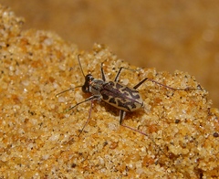 Cylindera suturalis