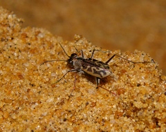 Cylindera suturalis