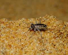 Cylindera suturalis