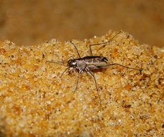 Cylindera suturalis