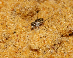 Cylindera suturalis