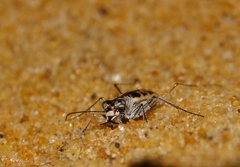 Cylindera suturalis