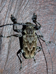 Dryoctenes scrupulosus
