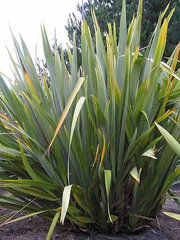 Phormium tenax 'arawa'