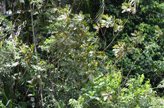 Bocconia frutescens