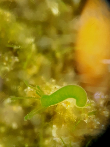Green Hydra
