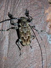 Dryoctenes scrupulosus