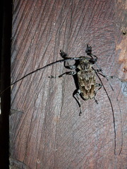 Dryoctenes scrupulosus