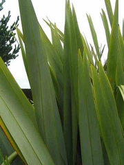Phormium tenax 'arawa'
