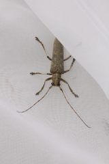 Saperda calcarata