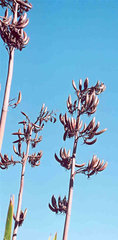 Phormium tenax 'arawa'