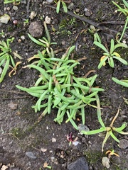 Plantago elongata