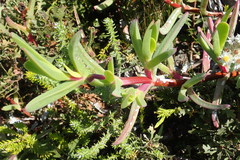 Carpobrotus deliciosus