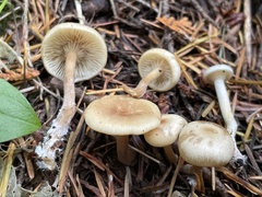 Clitocybe thujana