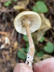 Clitocybe thujana