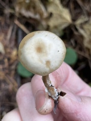 Clitocybe thujana
