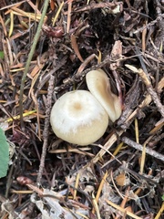 Clitocybe thujana