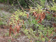 Senegalia praecox