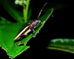 Poeciloxestia lateralis