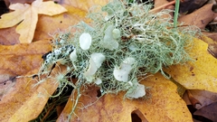 Usnea quasirigida
