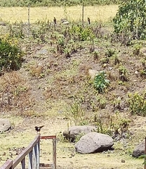 Thamnolaea cinnamomeiventris