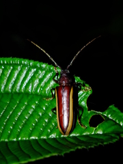 Poeciloxestia lateralis