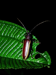 Poeciloxestia lateralis