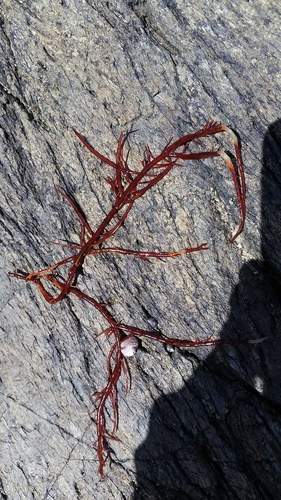 Scinaia