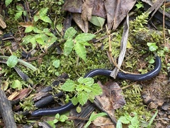 Dermophis occidentalis